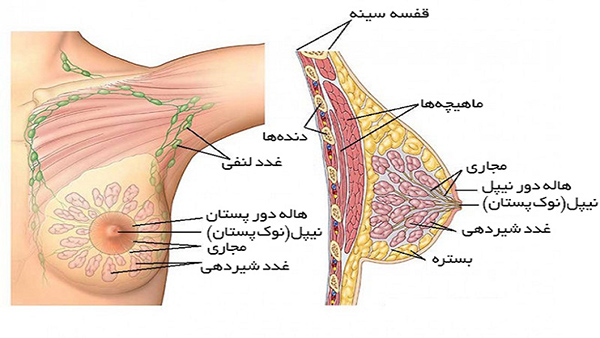 مراحل رشد سینه